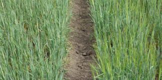 Cambio climático: Hallan una variante genética natural que permite que la cebada florezca antes A la derecha, crecen plantas con la variante genética especial: ya se ven espigas de cebada