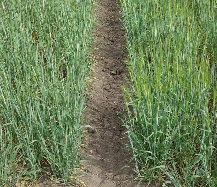 A la derecha, crecen plantas con la variante genética especial: ya se ven espigas de cebada A la derecha, crecen plantas con la variante genética especial: ya se ven espigas de cebada