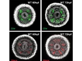 Una investigación muestra cómo evolucionaron algunos de los primeros animales de la Tierra Imagen fluorescente que muestra la expresión génica para dos genes de polaridad de segmento necesarios a las 60 hpf (horas posteriores a la fecundación) ya las 72 hpf