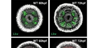 Una investigación muestra cómo evolucionaron algunos de los primeros animales de la Tierra Imagen fluorescente que muestra la expresión génica para dos genes de polaridad de segmento necesarios a las 60 hpf (horas posteriores a la fecundación) ya las 72 hpf