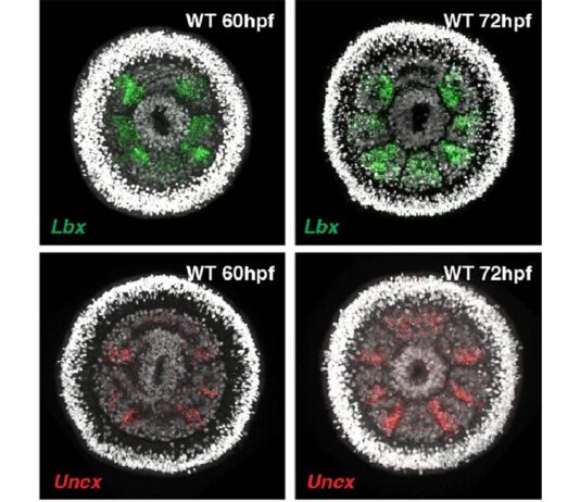 Una investigación muestra cómo evolucionaron algunos de los primeros animales de la Tierra Imagen fluorescente que muestra la expresión génica para dos genes de polaridad de segmento necesarios a las 60 hpf (horas posteriores a la fecundación) ya las 72 hpf