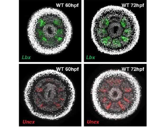 Imagen fluorescente que muestra la expresión génica para dos genes de polaridad de segmento necesarios a las 60 hpf (horas posteriores a la fecundación) ya las 72 hpf Imagen fluorescente que muestra la expresión génica para dos genes de polaridad de segmento necesarios a las 60 hpf (horas posteriores a la fecundación) ya las 72 hpf