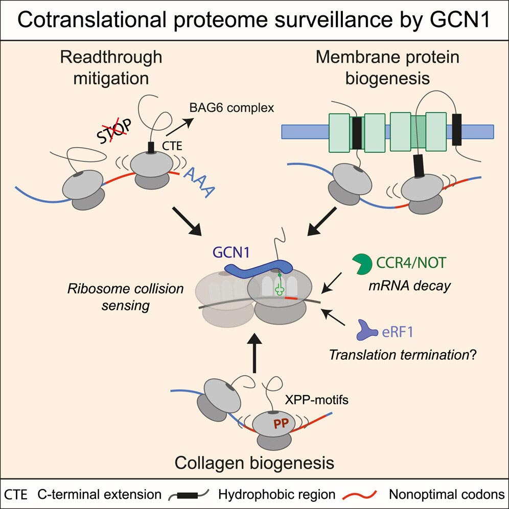 Funcionamiento de la proteína GCN1 (mecanismo contra el envejecimiento)