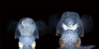 Estudio de los cefalópodos: Crías de sepia (Euprymna berryi) albina (izquierda) y salvaje (derecha)
