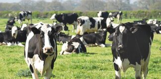 Un estudio enfatiza el cambio en nuestras elecciones alimentarias para paliar el calentamiento global Vacas