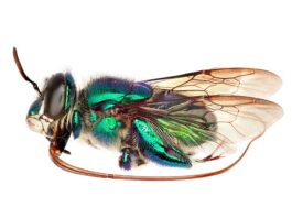 Las abejas probablemente evolucionaron antes en un antiguo supercontinente Fotos de abejas hechas con el sistema de imágenes del equipo