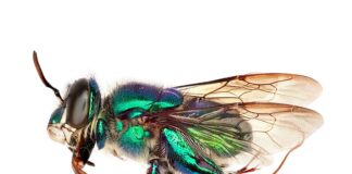 Las abejas probablemente evolucionaron antes en un antiguo supercontinente Fotos de abejas hechas con el sistema de imágenes del equipo