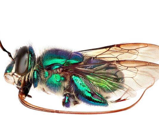 Las abejas probablemente evolucionaron antes en un antiguo supercontinente Fotos de abejas hechas con el sistema de imágenes del equipo