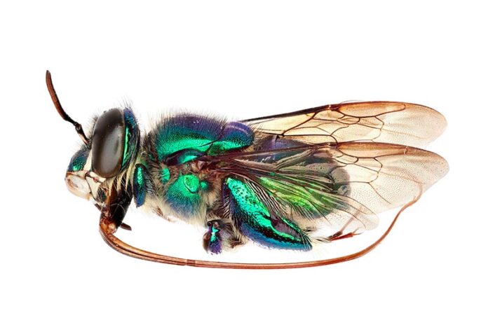 Fotos de abejas hechas con el sistema de imágenes del equipo Fotos de abejas hechas con el sistema de imágenes del equipo