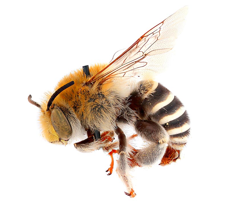 Fotos de abejas hechas con el sistema de imágenes del equipo