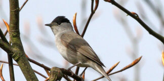 ¿Qué ondas de radio alteran el sentido magnético de las aves migratorias? Curruca - aves migratorias