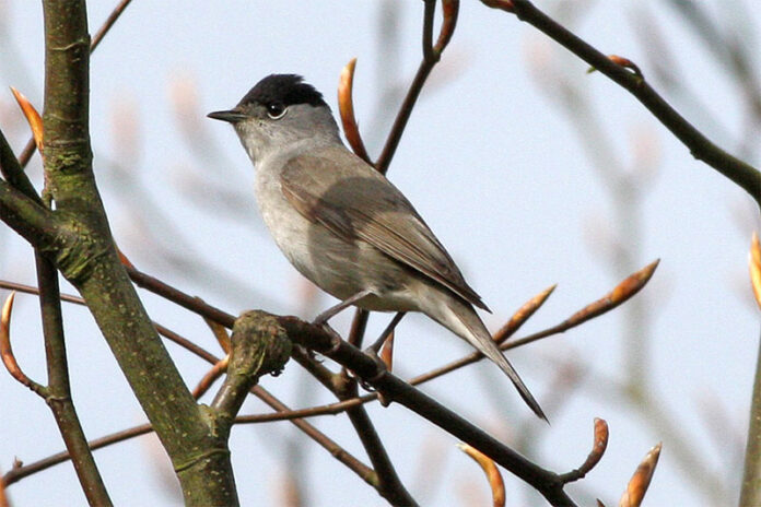 Curruca - aves migratorias