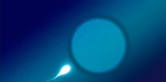 Las modificaciones de los aminoácidos en los espermatozoides podrían estar detrás de la infertilidad Fecundación humana, óvulo y espermatozoide. Estudios sobre infertilidad.