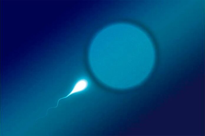 Fecundación humana, óvulo y espermatozoide. Estudios sobre infertilidad.