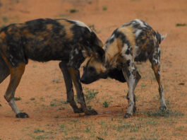 Los perros salvajes africanos podrían no sobrevivir si las temperaturas globales aumentan 3ºC Perros salvajes africanos (licaones)