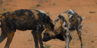 Los perros salvajes africanos podrían no sobrevivir si las temperaturas globales aumentan 3ºC Perros salvajes africanos (licaones)