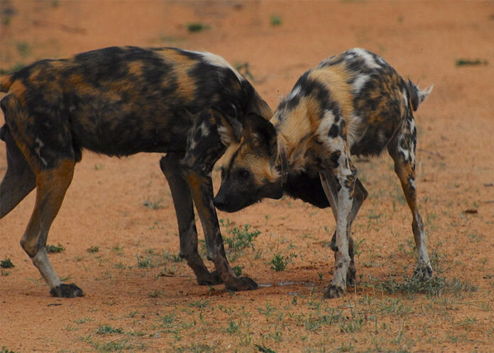 Perros salvajes africanos (licaones)