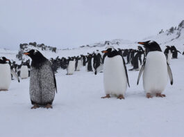 Hallan un caso de melanismo en un pingüino papúa salvaje que vive en la Antártida Caso de melanismo entre los pingüino papúa (Pygoscelis papua) junto a sus congéneres de color normal