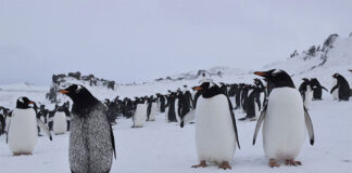 Hallan un caso de melanismo en un pingüino papúa salvaje que vive en la Antártida Caso de melanismo entre los pingüino papúa (Pygoscelis papua) junto a sus congéneres de color normal