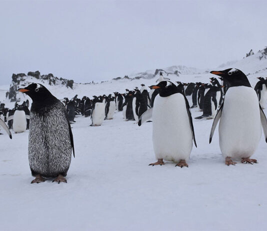 Hallan un caso de melanismo en un pingüino papúa salvaje que vive en la Antártida Caso de melanismo entre los pingüino papúa (Pygoscelis papua) junto a sus congéneres de color normal