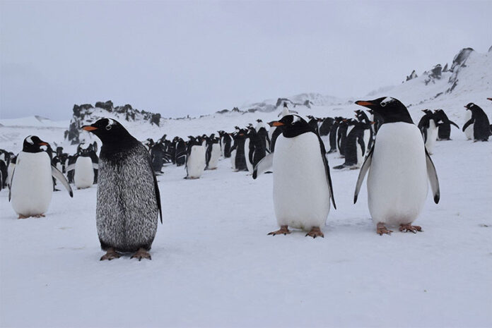 Caso de melanismo entre los pingüino papúa (Pygoscelis papua) junto a sus congéneres de color normal Caso de melanismo entre los pingüino papúa (Pygoscelis papua) junto a sus congéneres de color normal