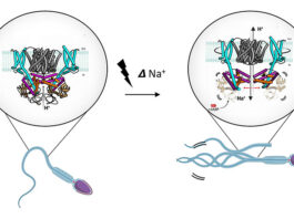 Una proteína provoca que los espermatozoides pasen de la pasividad a la motilidad Espermatozoides: La unión del quimioatrayente a los espermatozoides provoca un cambio de voltaje y la activación del transportador SLC9C1