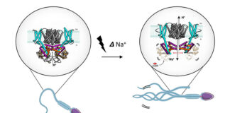 Una proteína provoca que los espermatozoides pasen de la pasividad a la motilidad Espermatozoides: La unión del quimioatrayente a los espermatozoides provoca un cambio de voltaje y la activación del transportador SLC9C1