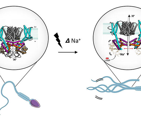 Una proteína provoca que los espermatozoides pasen de la pasividad a la motilidad Espermatozoides: La unión del quimioatrayente a los espermatozoides provoca un cambio de voltaje y la activación del transportador SLC9C1