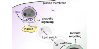 Los lisosomas, claves en las enfermedades neurodegenerativas y metabólicas (Alzheimer) Los lisosomas, claves en las enfermedades neurodegenerativas y metabólicas (Alzheimer)