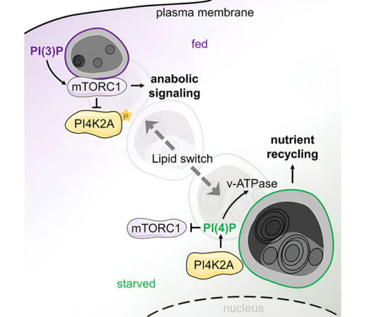 Los lisosomas, claves en las enfermedades neurodegenerativas y metabólicas (Alzheimer) Los lisosomas, claves en las enfermedades neurodegenerativas y metabólicas (Alzheimer)