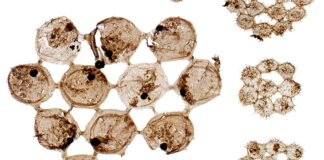 Nuevos y extraños fósiles arrojan luz sobre el plancton antiguo Plancton fósil de hace 500 millones de años