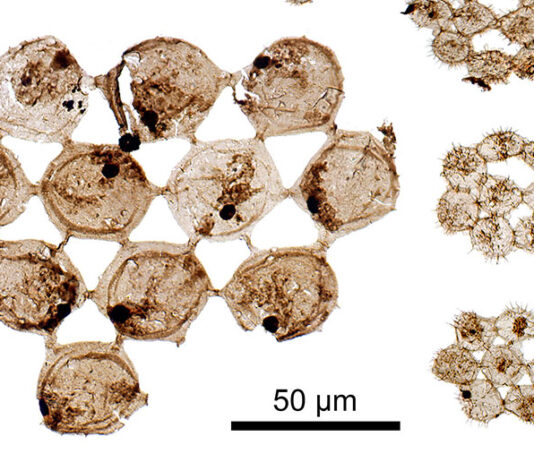 Nuevos y extraños fósiles arrojan luz sobre el plancton antiguo Plancton fósil de hace 500 millones de años