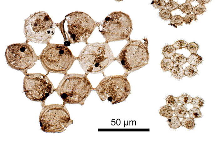 Plancton fósil de hace 500 millones de años