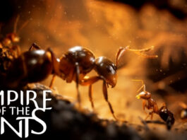 Primer teaser revelado de Empire of the Ants Primer teaser revelado de Empire of the Ants