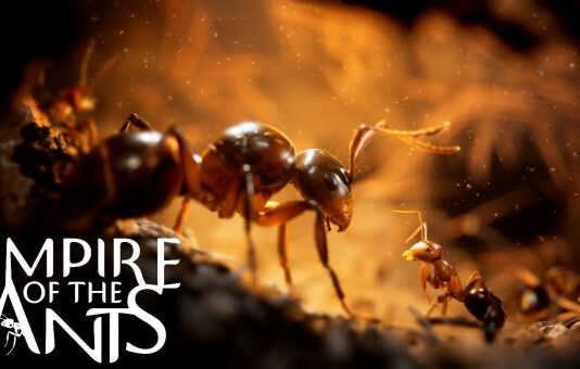 Primer teaser revelado de Empire of the Ants Primer teaser revelado de Empire of the Ants
