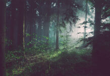 Los bosques diversos y la reducción de emisiones, claves para conservar la vida terrestre Bosque diverso