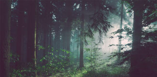 Los bosques diversos y la reducción de emisiones, claves para conservar la vida terrestre Bosque diverso