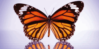 «Aquí por un instante» ¿se puede cambiar el destino? Portada de Aquí por un instante de Lianne Moriarty editada por RBA | Fuente: RBAlibros