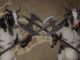 Diablo IV recupera su mito más famoso: el nivel secreto de las vacas ya es real en Lord of Hatred Diablo IV